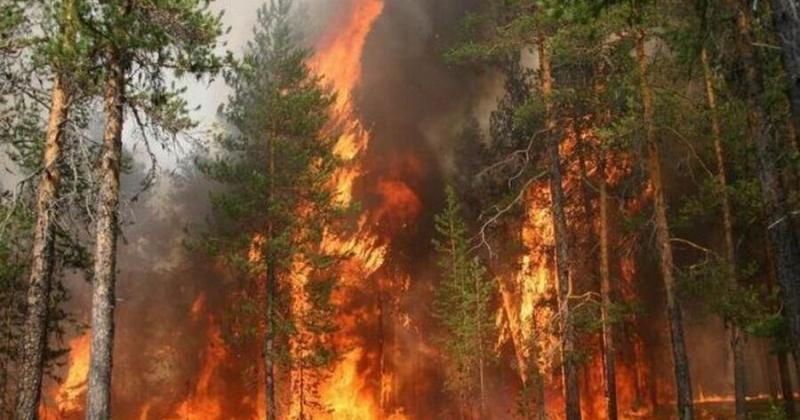 Посушливі умови, потужні вітри та неконтрольовані самосійні лісові насадження: в ДП 