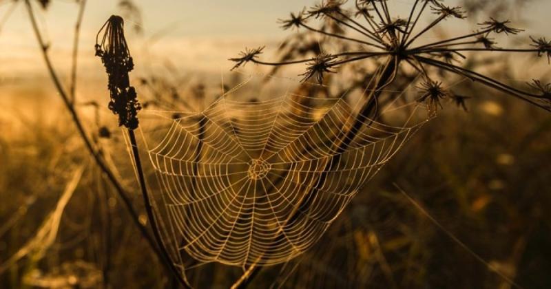 Радіоактивний павук виявився непотрібним: науковці освоїли техніку виготовлення міцного штучного павутиння.